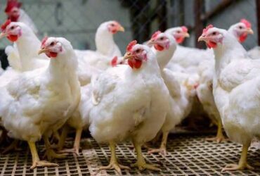 Kolis Chicken centre
