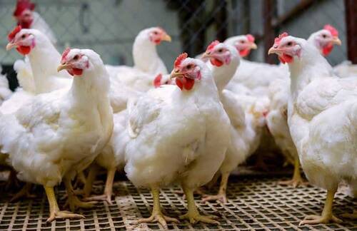 Kolis Chicken centre